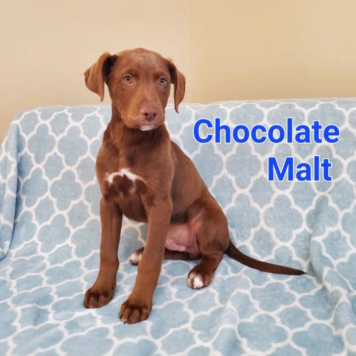 Chocolate Malt  2