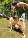 Available - Big East Akita Rescue