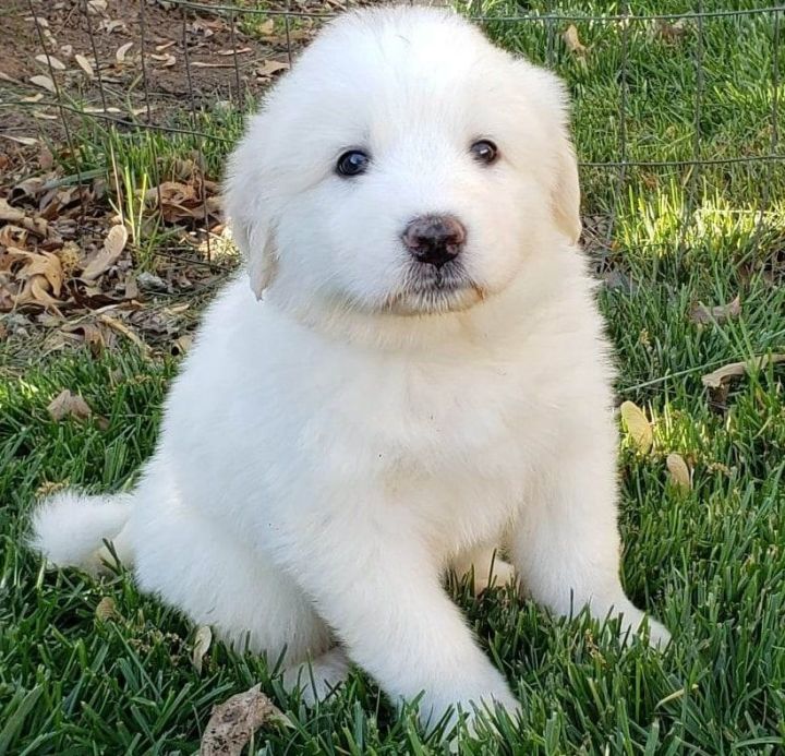 Abigail Adam's Story, an adopted Great Pyrenees in Kiowa, OK_image-1