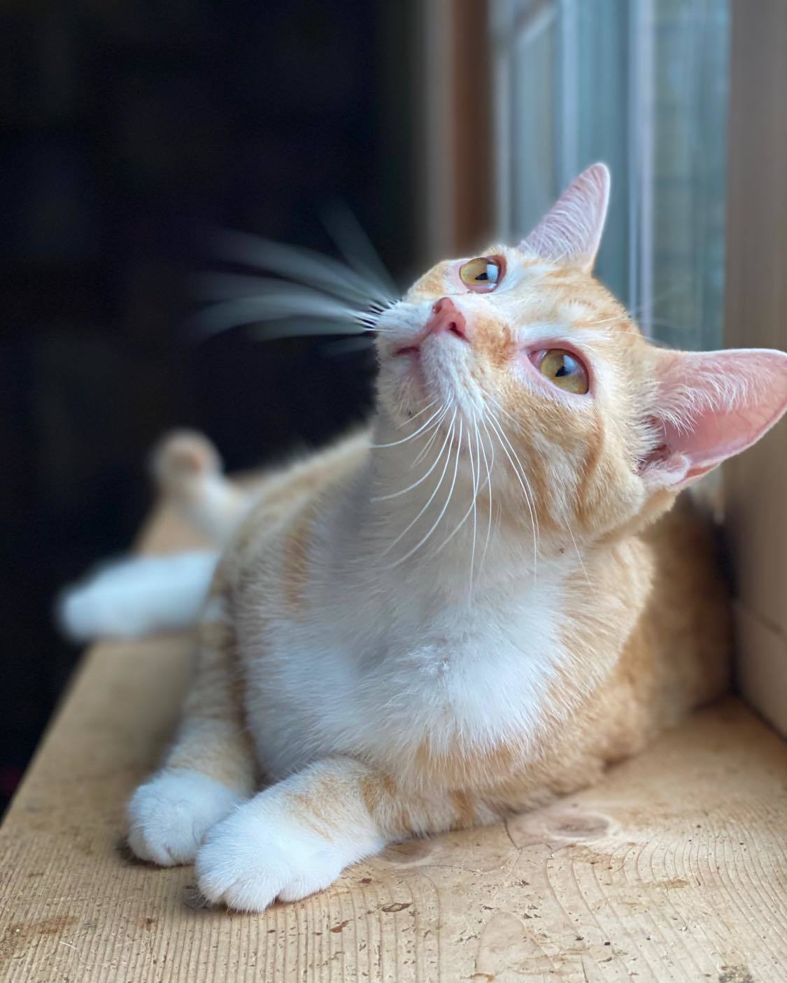 Charlie, an adoptable Domestic Short Hair in Niles, MI, 49120 | Photo Image 2