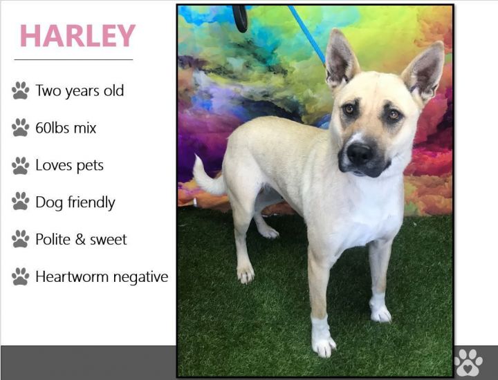 Foster Harley!, an adoptable Shepherd & Carolina Dog Mix in Oswego, IL_image-2