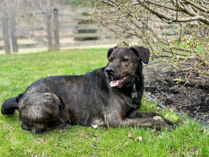 Neo , an adoptable Labrador Retriever Mix in Highland, MD_image-3