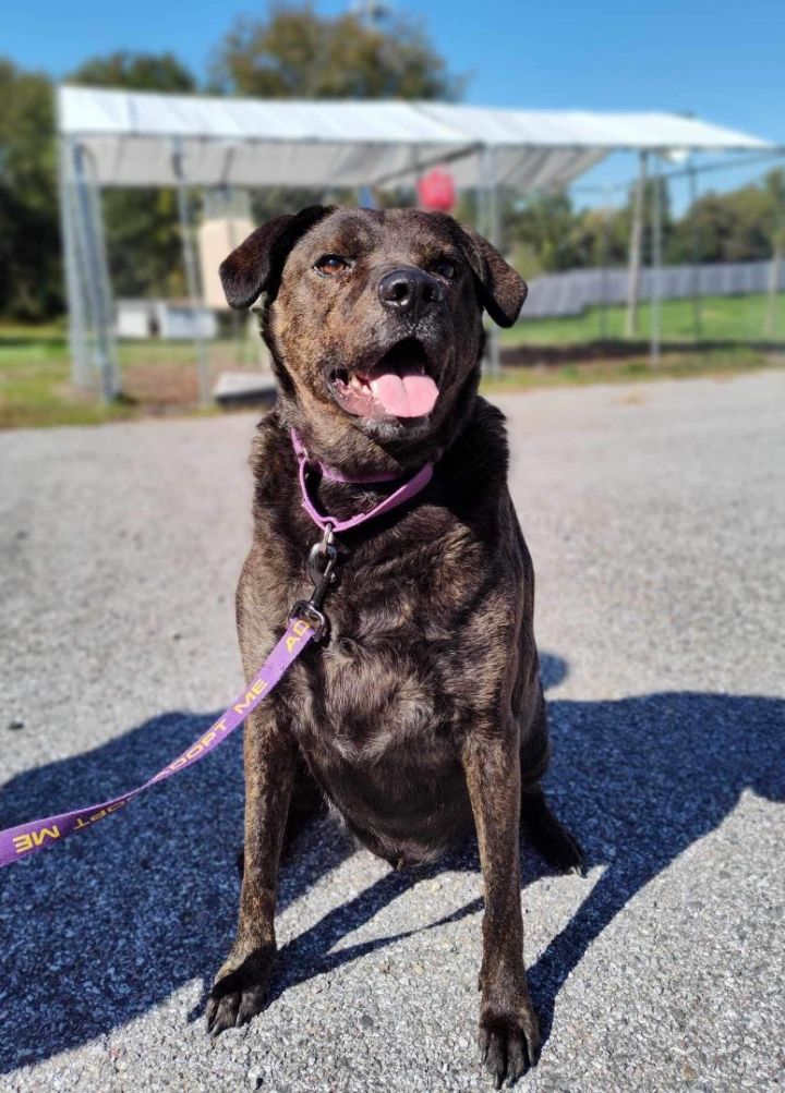 Neo (adoption fee waived) , an adoptable Labrador Retriever Mix in Highland, MD_image-4