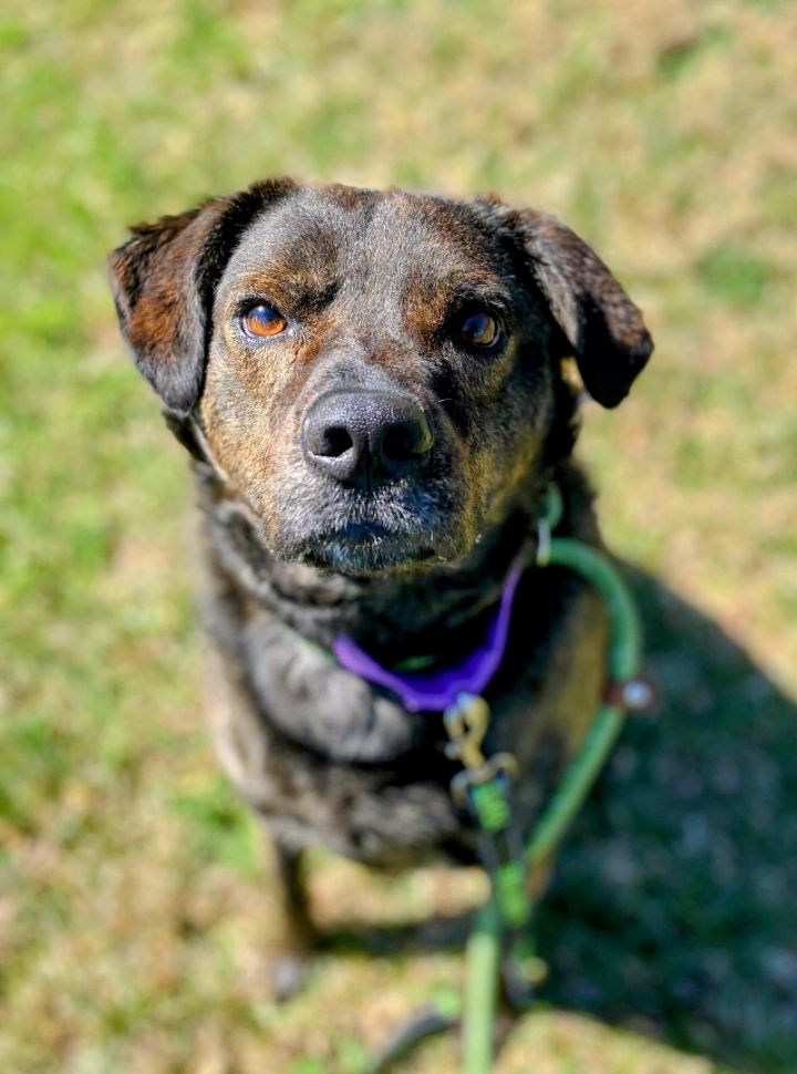 Neo (adoption fee waived) , an adoptable Labrador Retriever Mix in Highland, MD_image-1