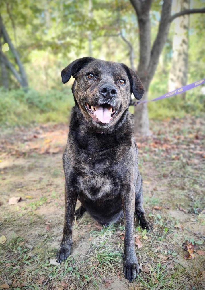 Neo (adoption fee waived) , an adoptable Labrador Retriever Mix in Highland, MD_image-6