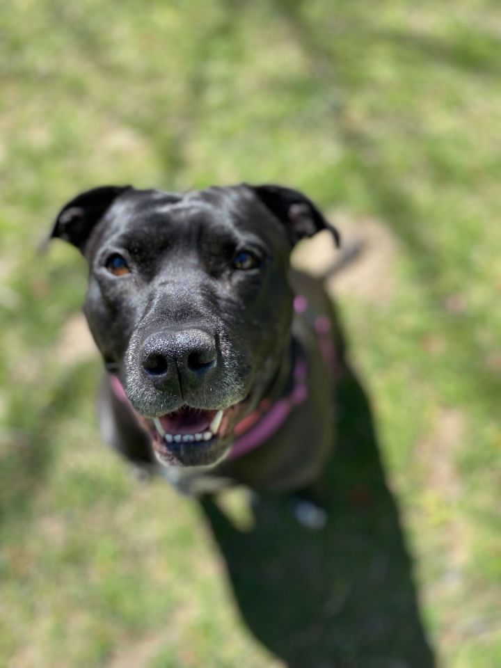 Roo , an adoptable Labrador Retriever & American Staffordshire Terrier Mix in Highland, MD_image-5