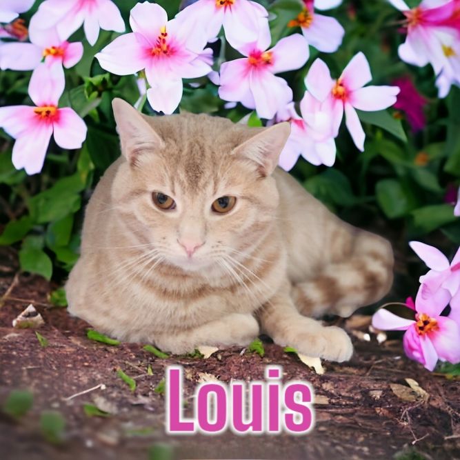 Louis (Vuitton)