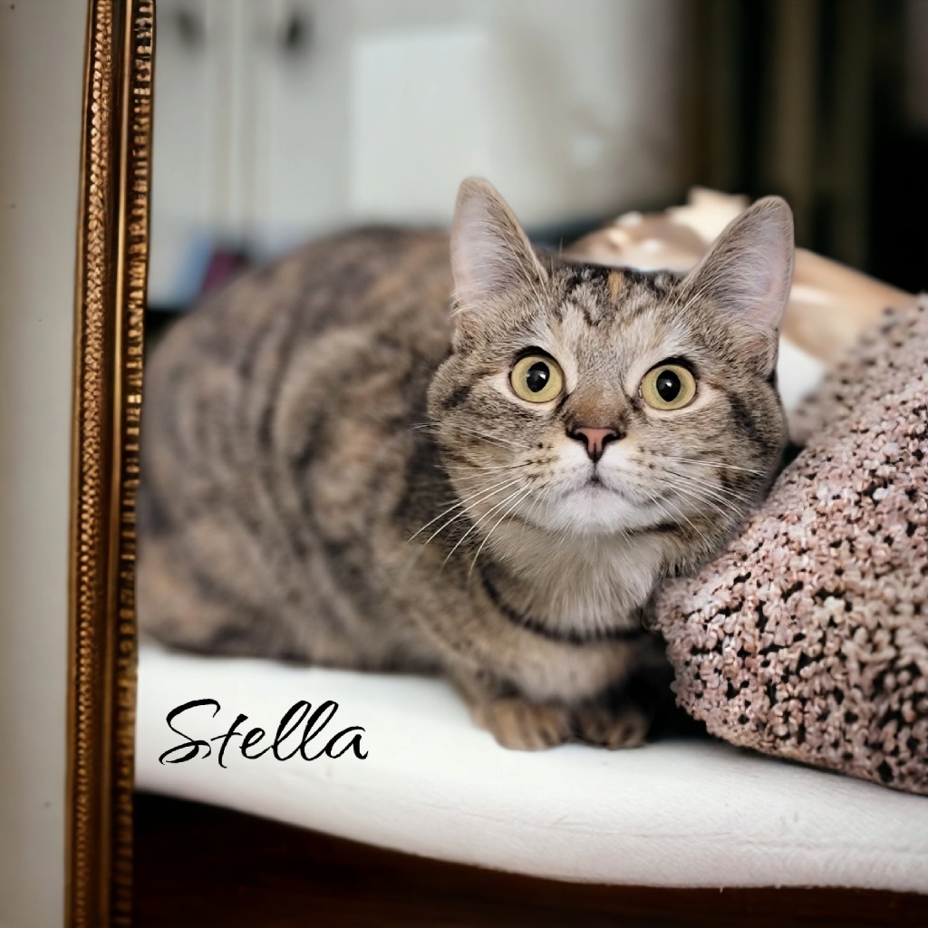 Stella (McCartney)