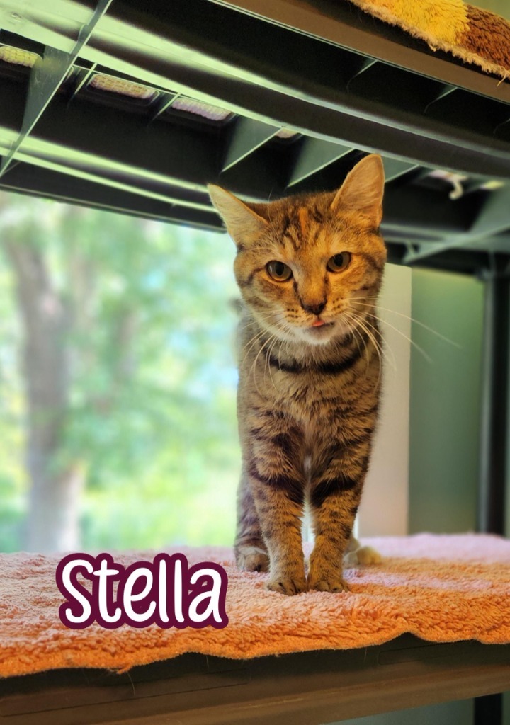 Stella (McCartney)