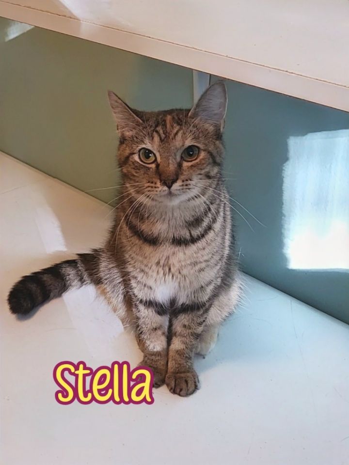 Stella (McCartney) 4