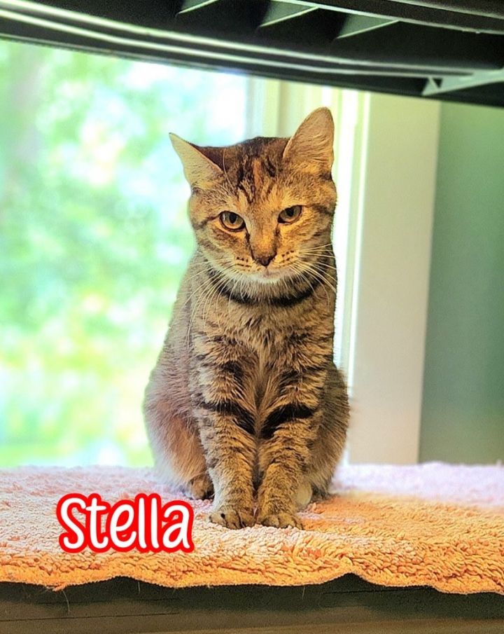 Stella (McCartney) 5