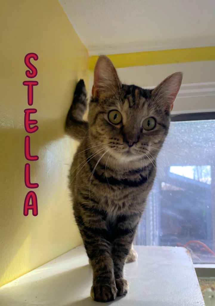 Stella (McCartney)