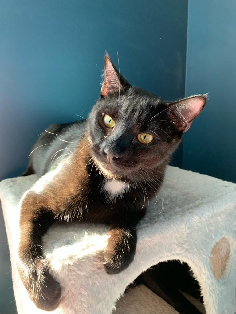 Oscar, an adoptable Domestic Short Hair in Hoover , AL, 35226 | Photo Image 1