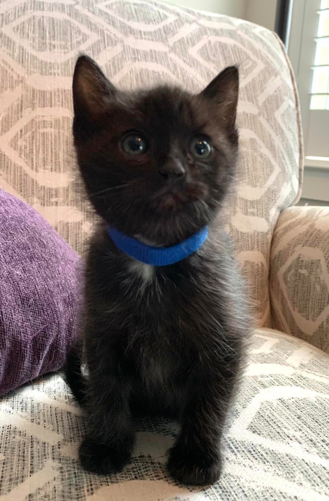 Oscar, an adoptable Domestic Short Hair in Hoover , AL, 35226 | Photo Image 2