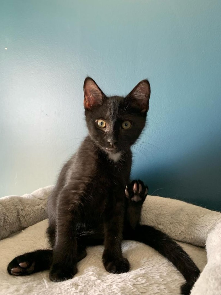 Oscar, an adoptable Domestic Short Hair in Hoover , AL, 35226 | Photo Image 3