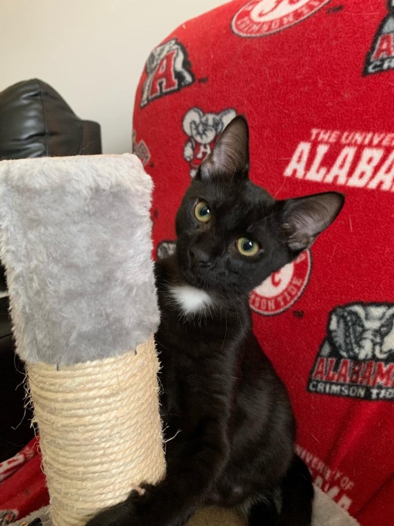 Oscar, an adoptable Domestic Short Hair in Hoover , AL, 35226 | Photo Image 4