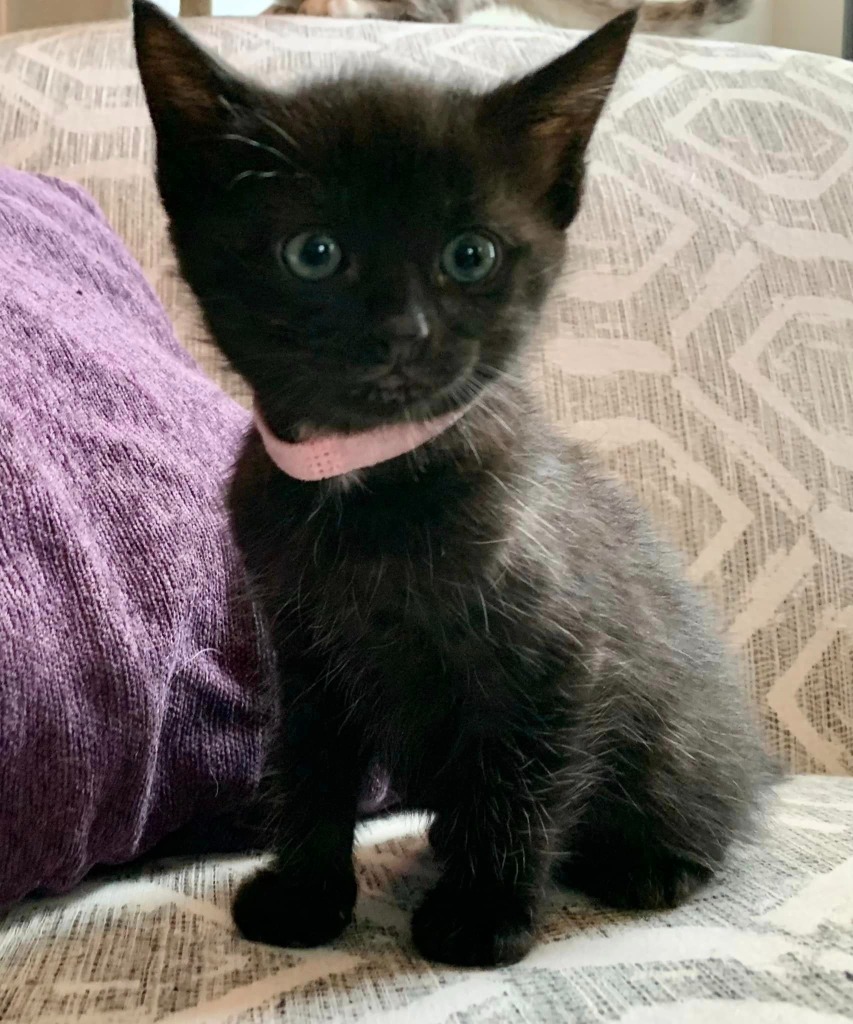 Aggie, an adoptable Domestic Short Hair in Hoover , AL, 35226 | Photo Image 2