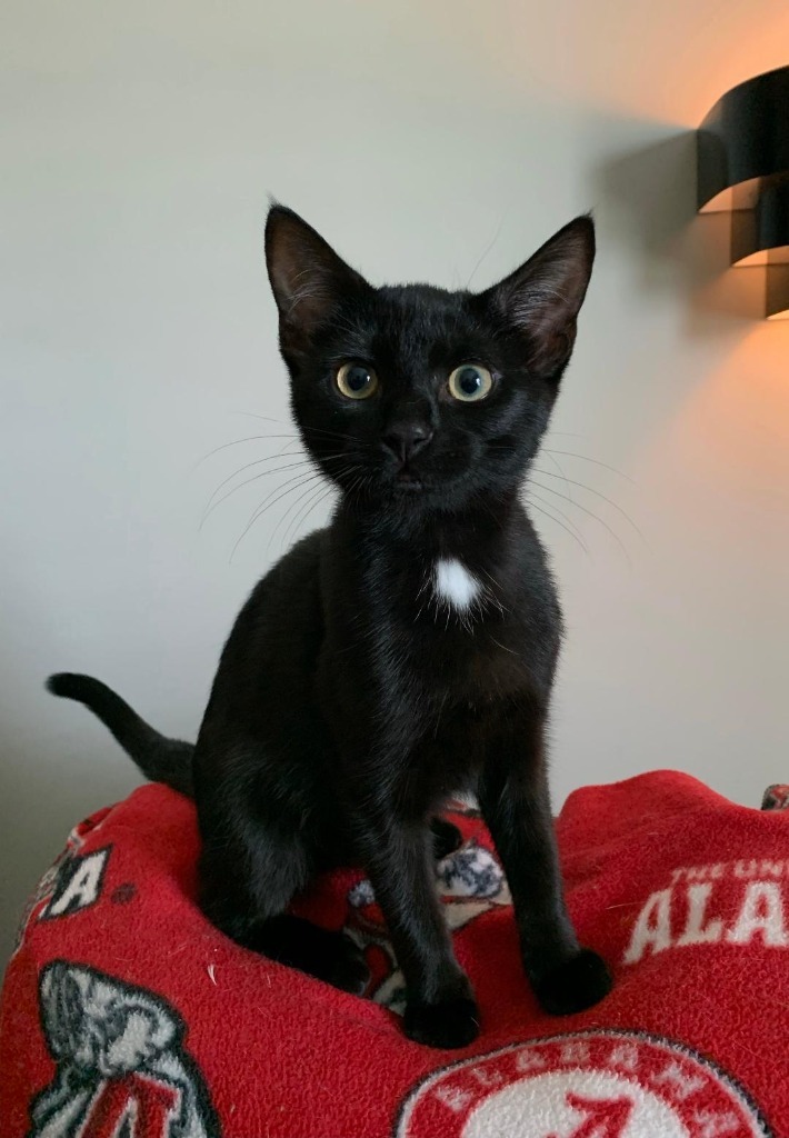 Aggie, an adoptable Domestic Short Hair in Hoover , AL, 35226 | Photo Image 4