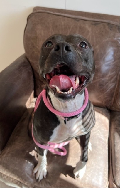 Zara, an adoptable Pit Bull Terrier in Chico, CA, 95928 | Photo Image 3