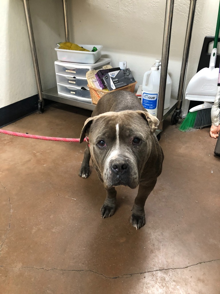 William, an adoptable Pit Bull Terrier in Chico, CA, 95928 | Photo Image 1