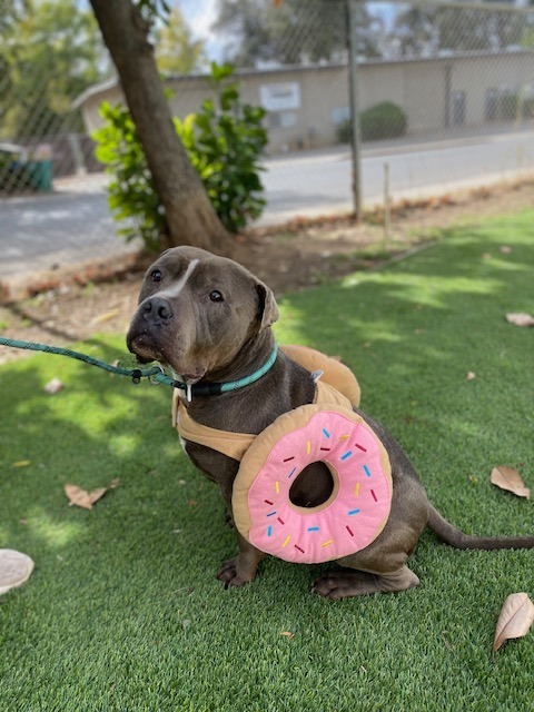 William, an adoptable Pit Bull Terrier in Chico, CA, 95928 | Photo Image 1