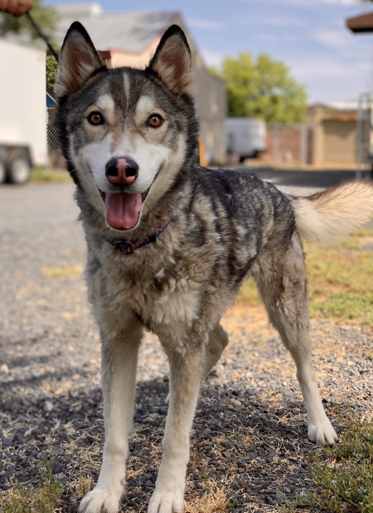 Maxwell, an adoptable Husky in Chico, CA, 95928 | Photo Image 1