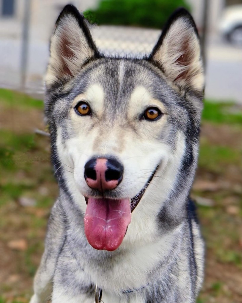 Maxwell, an adoptable Husky in Chico, CA, 95928 | Photo Image 1