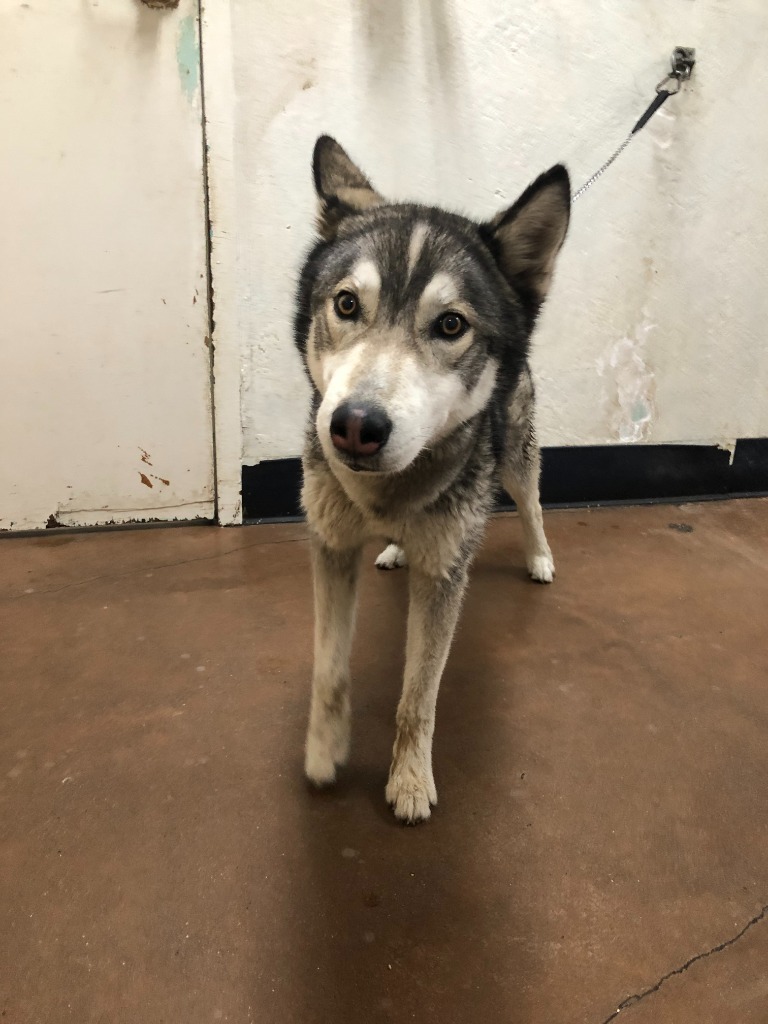 Maxwell, an adoptable Husky in Chico, CA, 95928 | Photo Image 2