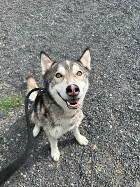 Maxwell, an adoptable Husky in Chico, CA, 95928 | Photo Image 3
