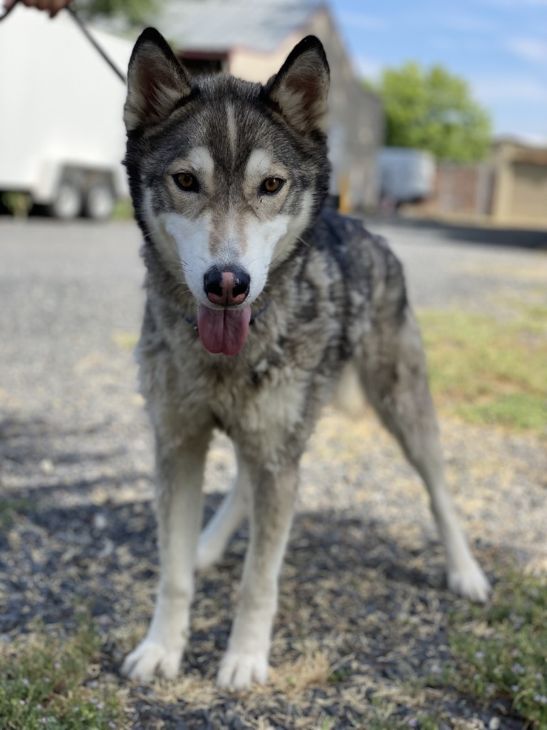 Maxwell, an adoptable Husky in Chico, CA, 95928 | Photo Image 4