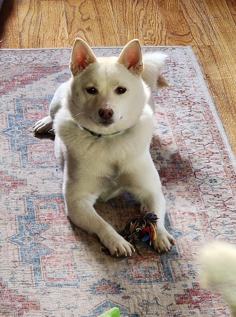 Whisper, an adoptable Shiba Inu in Watertown, WI, 53094 | Photo Image 4