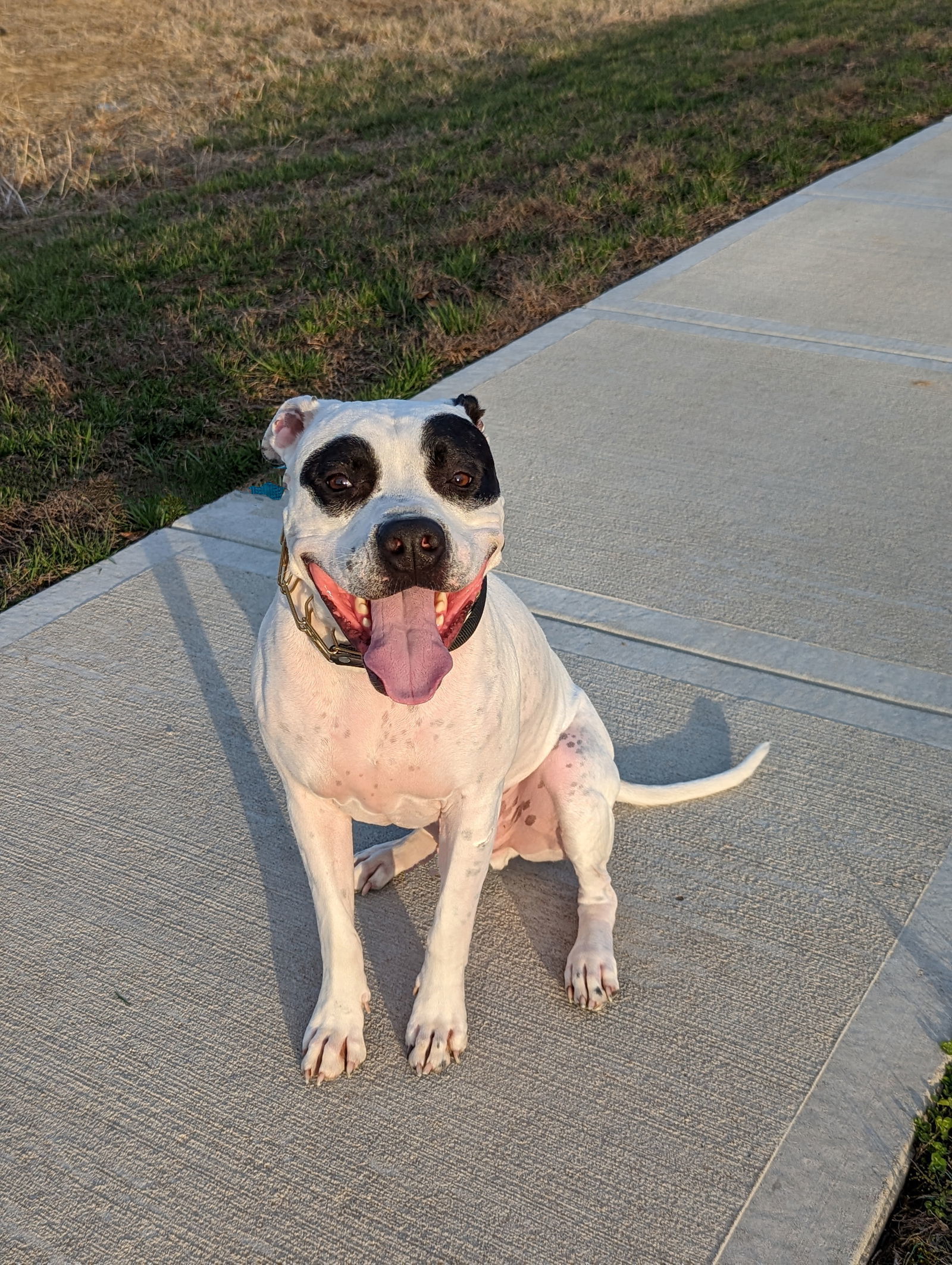 ZigZag, an adoptable Pit Bull Terrier in Topeka, KS, 66614 | Photo Image 1