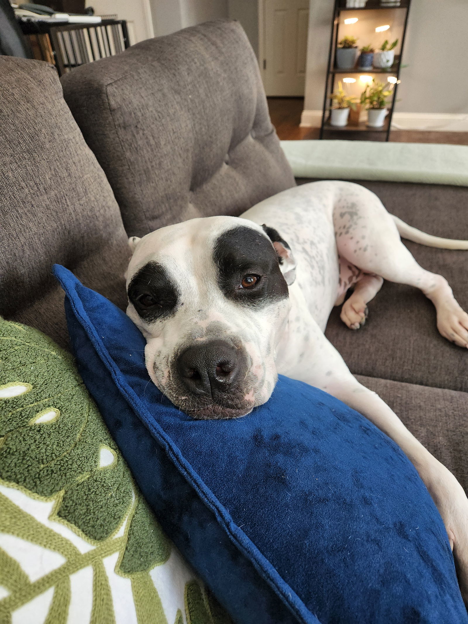 ZigZag, an adoptable Pit Bull Terrier in Topeka, KS, 66614 | Photo Image 2