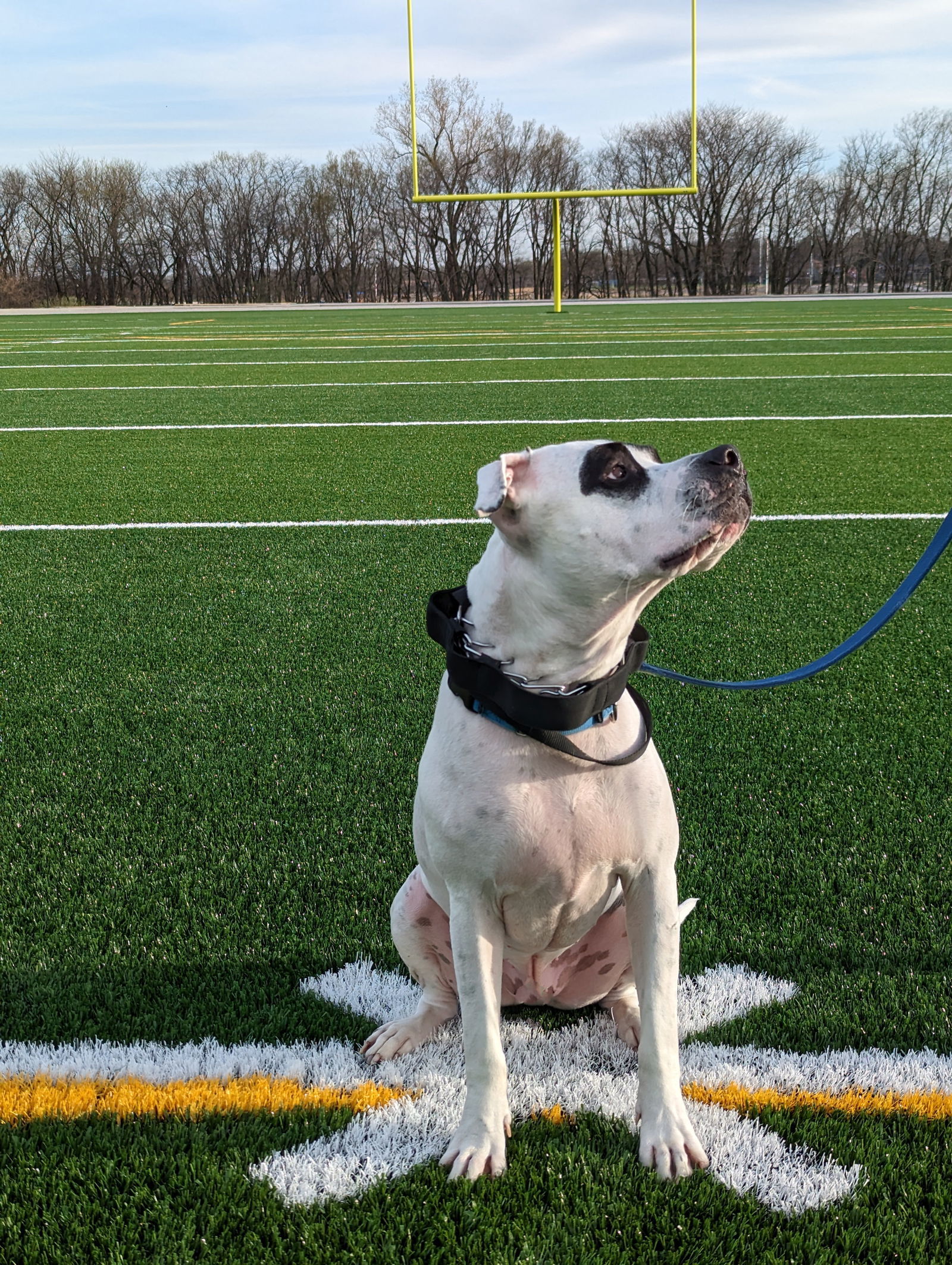 ZigZag, an adoptable Pit Bull Terrier in Topeka, KS, 66614 | Photo Image 3