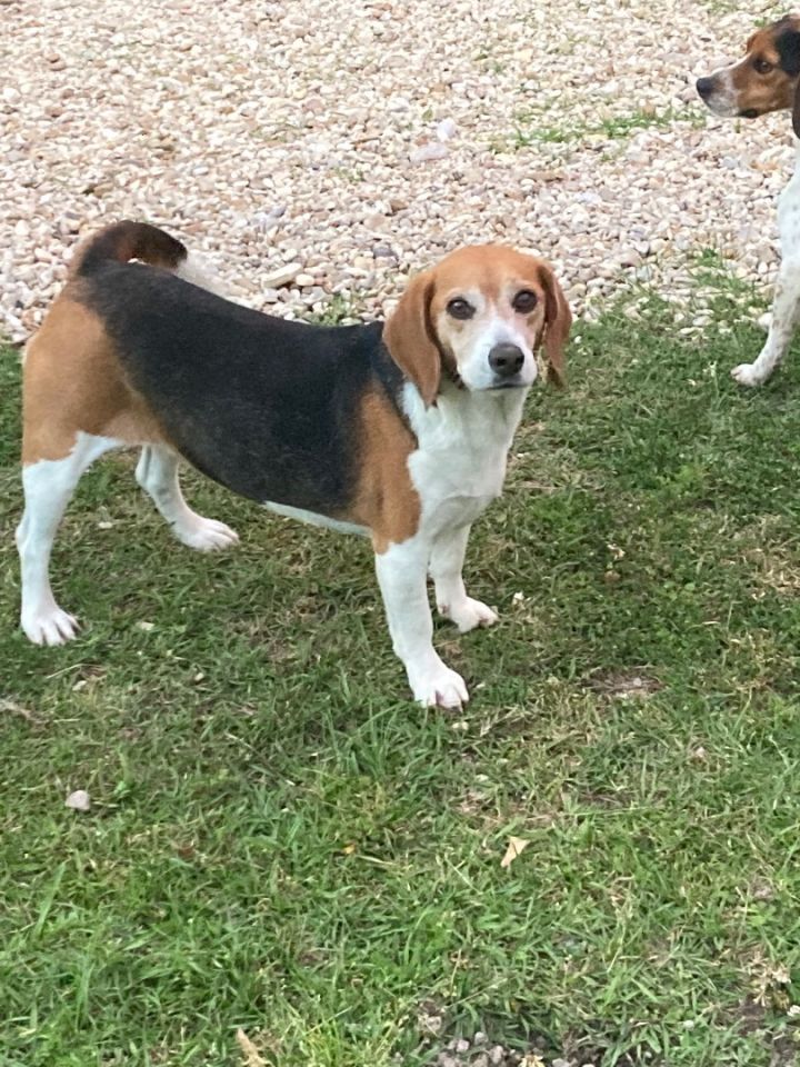 Petfinder beagle 2025
