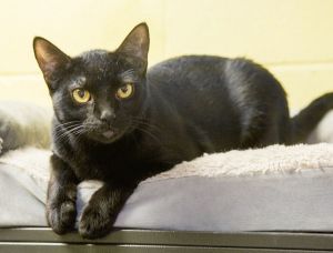 Two year old Athena will be your personal best friend She always loves a good lap to cuddle on Ath