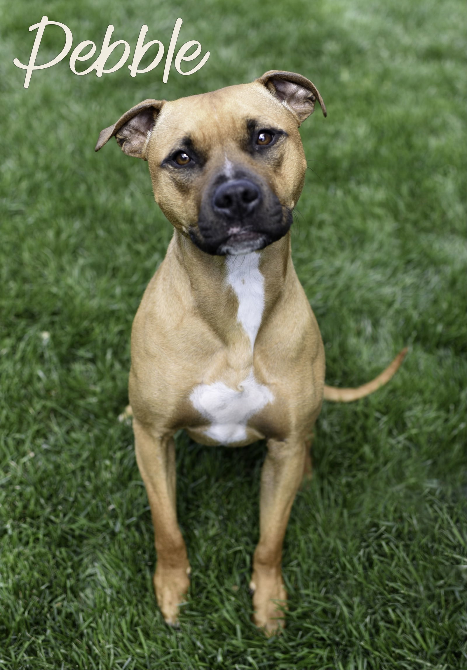 Pebble, an adoptable Pit Bull Terrier in Topeka, KS, 66614 | Photo Image 1