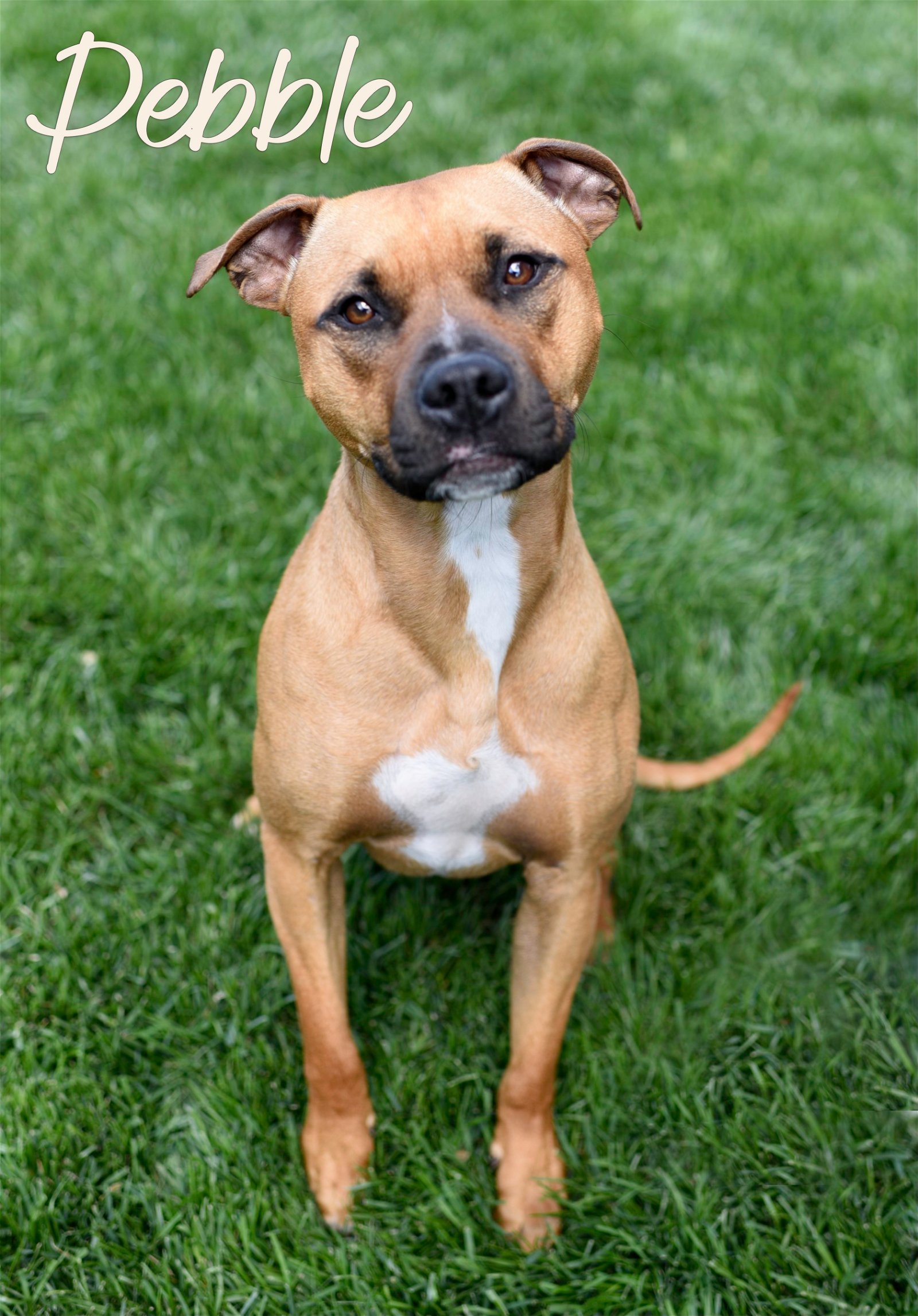 Pebble, an adoptable Pit Bull Terrier in Topeka, KS, 66614 | Photo Image 2