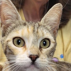 Patrice, Adult Female Domestic Short Hair