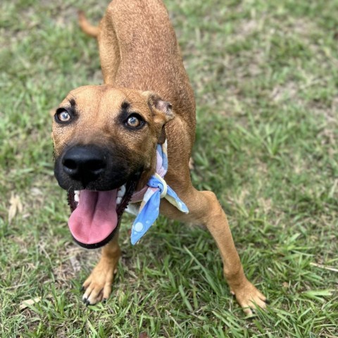 Lupin, an adoptable Feist, Mixed Breed in Donalsonville, GA, 39845 | Photo Image 2