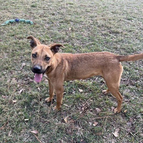 Lupin, an adoptable Feist, Mixed Breed in Donalsonville, GA, 39845 | Photo Image 3