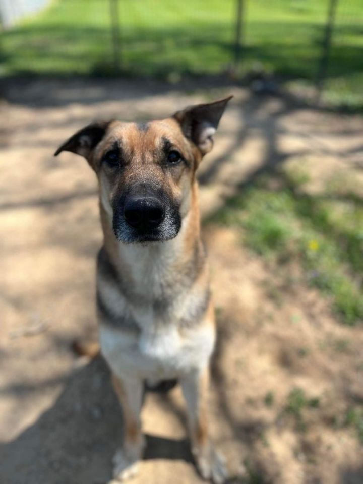 german shepherd great dane mix puppy