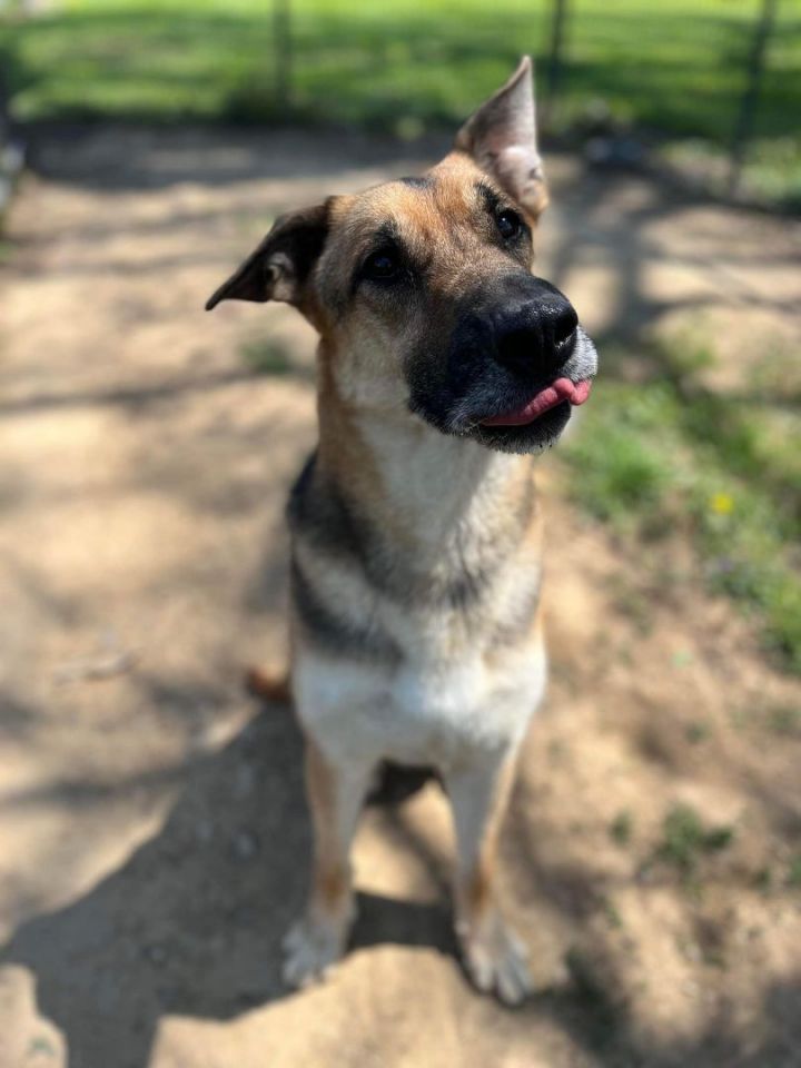 german shepherd great dane mix puppy