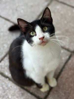 Bojangles, Adult Male Domestic Short Hair
