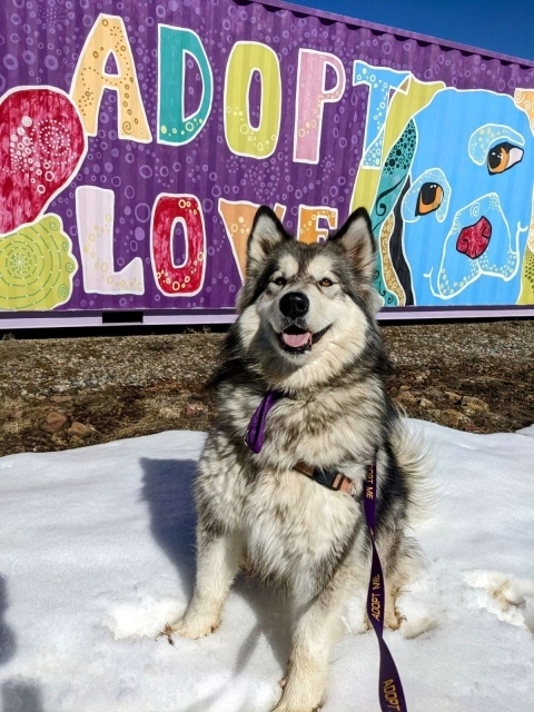Strawberry, an adoptable Alaskan Malamute Mix in Pagosa Springs, CO_image-2