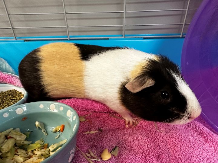 Carl, an adoptable Guinea Pig in Westerly, RI_image-1
