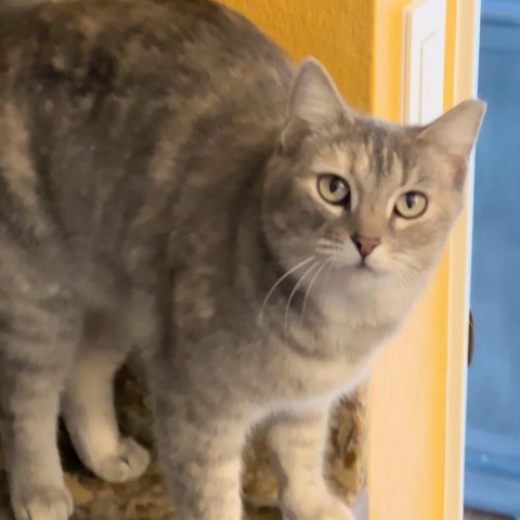 Cleo Dappledove 2023 aka Hannah aka Clementine 2022, an adoptable Domestic Short Hair in Palmdale, CA, 93551 | Photo Image 3