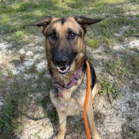 Hatter, an adoptable German Shepherd Dog in Freeport, FL_image-1