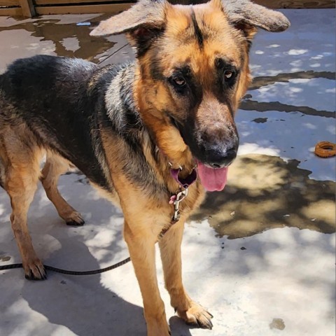 Hatter, an adoptable German Shepherd Dog in Freeport, FL_image-2