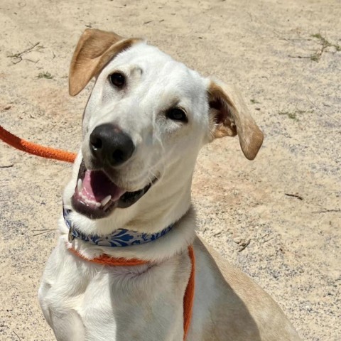 Oakley, an adoptable White German Shepherd & American Staffordshire Terrier Mix in Freeport, FL_image-5